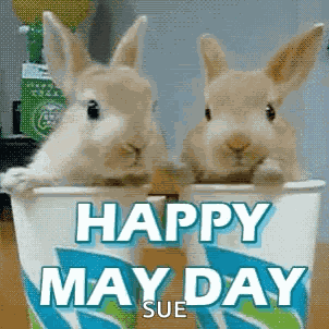 Mayday Happymayday GIF