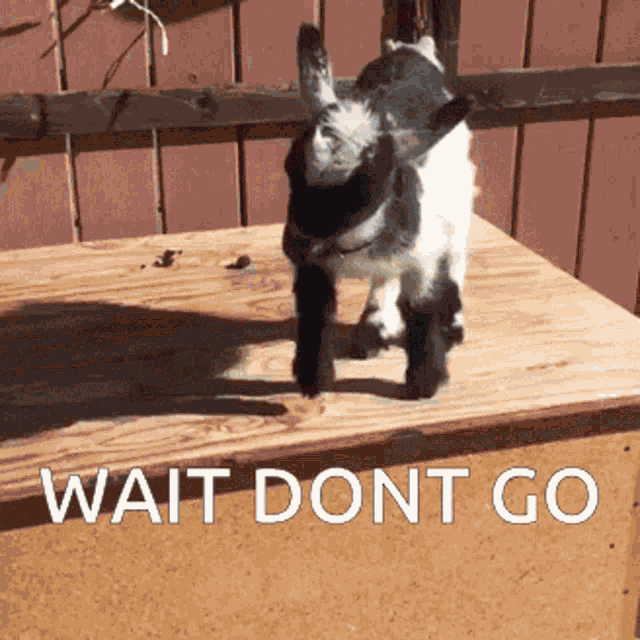 Mclala9 Goat GIF