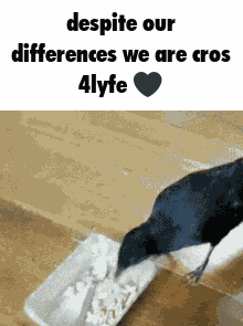 Me And Cro Cro Friends GIF