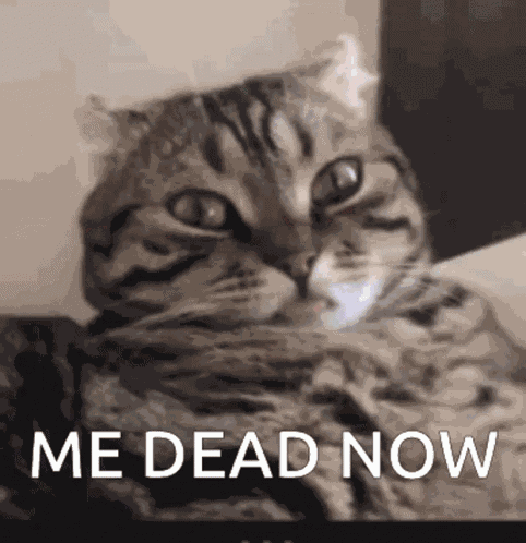Me Dead Now Cat GIF
