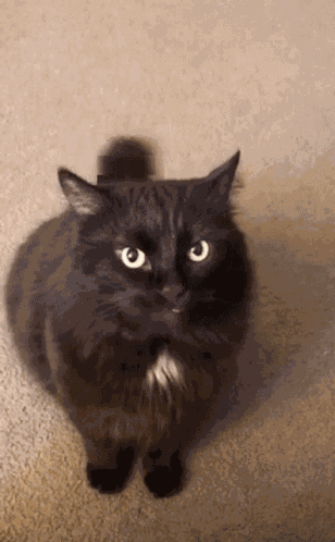 Me When The Cat Attack Cishet Big Chungus GIF