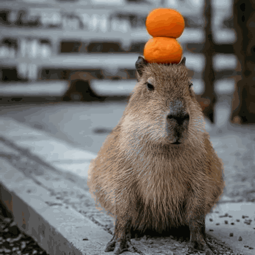 Meep Explode Capybara Explode GIF