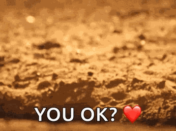 Meerkat Hide GIF