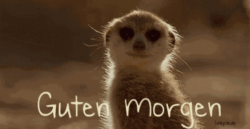 Meerkatze Sagt Guten Morgen - Guten Morgen GIF