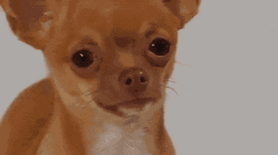 Megansoo Dog Meme GIF