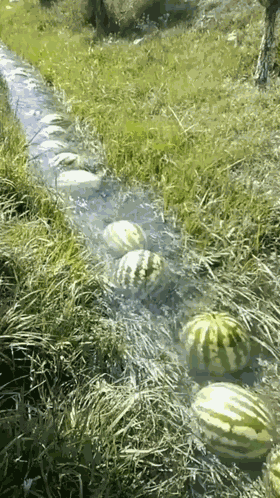 Melon GIF