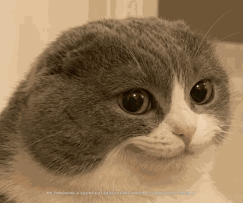 Melvin Meme Cat GIF