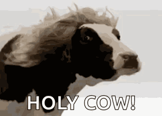 Meme Cow GIF