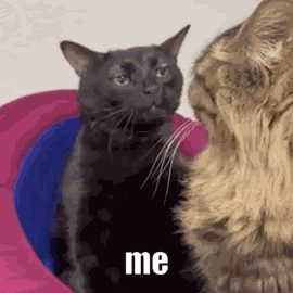 Meme Monday GIF