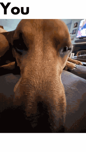 Memes Funny Dog GIF