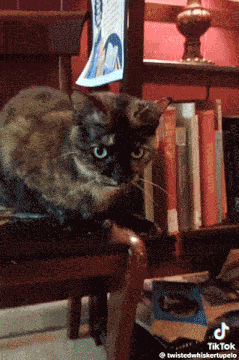 Mentally Unstable Cat GIF