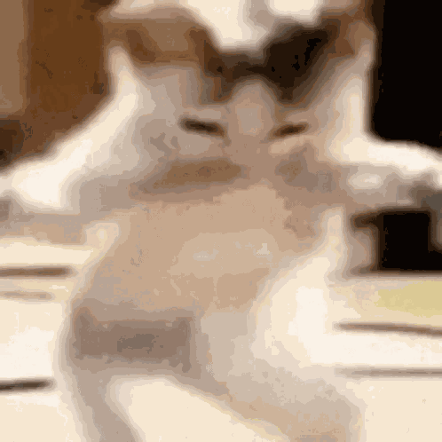 Meo Meo GIF