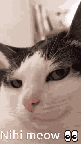 Meow Cat Look GIF