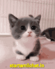 Meow Gif Meoww GIF