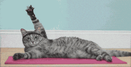 Meow GIF