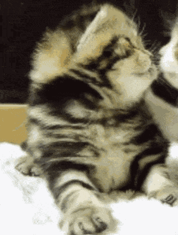 Meow1samantha GIF