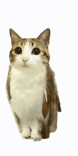 Meowl Cat GIF