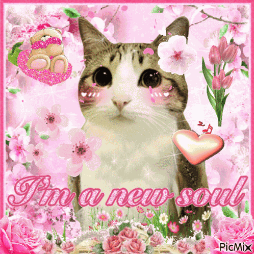 Meowl Picmix GIF
