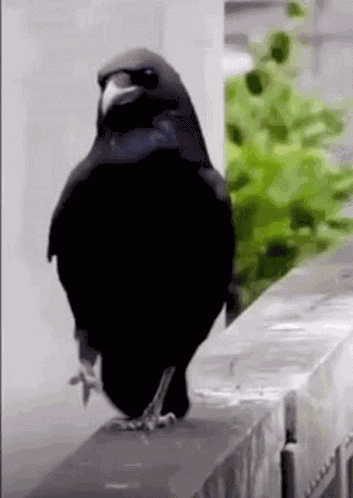 Merlo Uccelli GIF