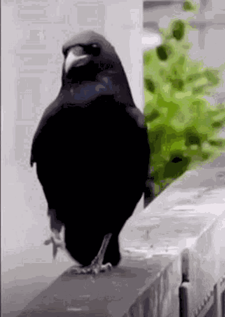 Merlo Uccelli GIF