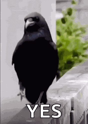 Merlo Uccelli GIF