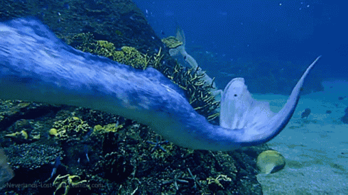 Merman Mermaid GIF