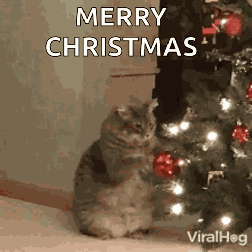 Merry Xmas GIF