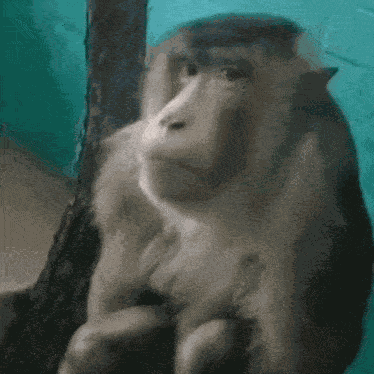 Messady Vikasskorbinka GIF