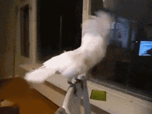 Metal Parrot GIF