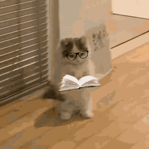 Michi Cat Meme GIF