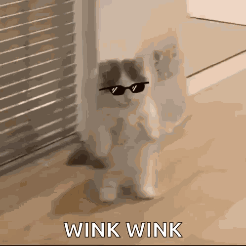 Michi Michillio GIF