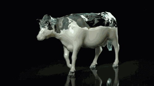 Milk Cow GIF