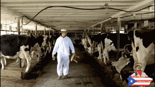 Milking Cow GIF