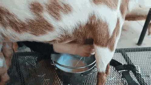 Milking Lydia Wolford GIF