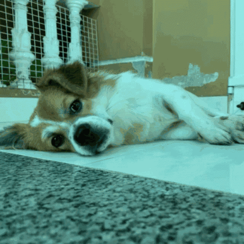 Milkngo Ngocnghech GIF