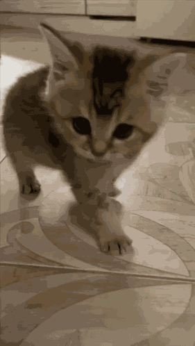 Miloie Miloskovi GIF