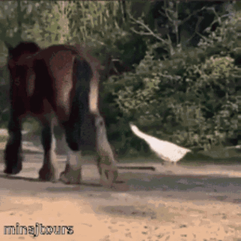 Minajtours Horse GIF