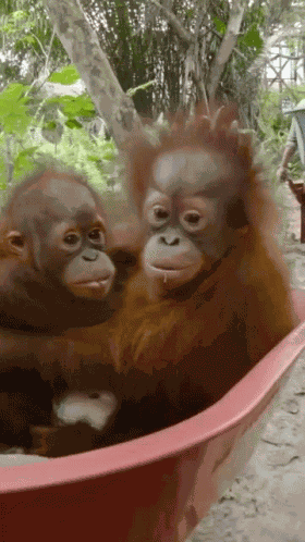 Mingler Ape GIF