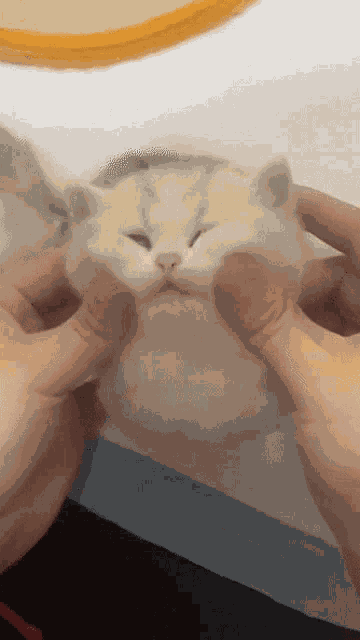 Mishachu Mishasquish GIF