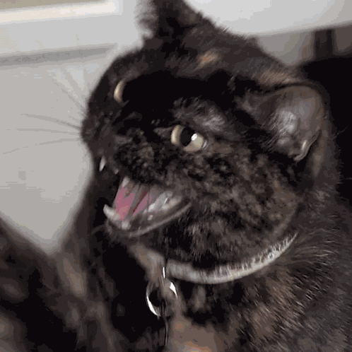 Misocomplex Miso Complex GIF