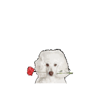 Miss You I Miss You Sticker