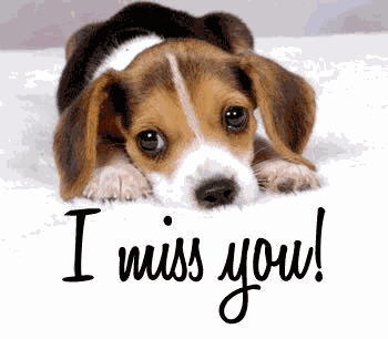 Miss You Puppy GIF