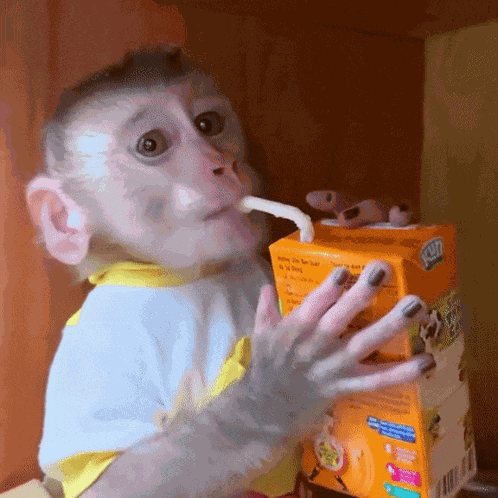 Missmlsery Baby Monkey GIF