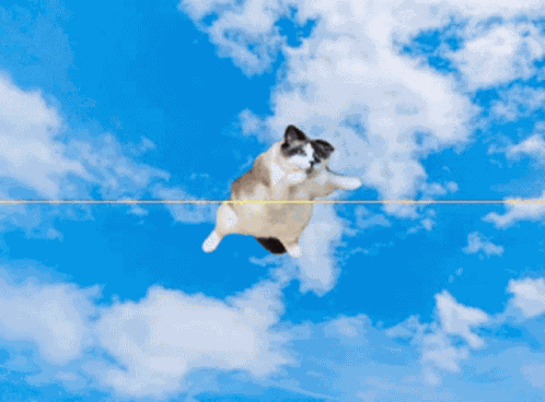 Mitski Cat GIF