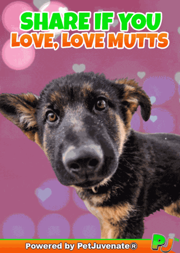 Mixed Breed Mutt Love Heinz 57 Puppy Dog Cute Gif Pj Soft Chews Pet Mutt Mix Breed Cyddle Hug Dog Mom Dog Dad GIF