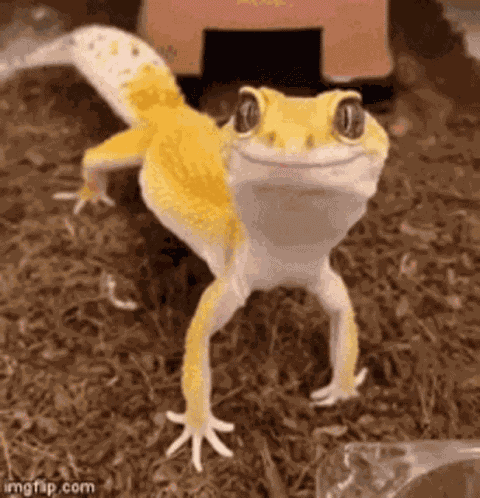 Mlem Lizard GIF