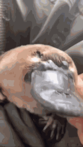 Mmachat Platypus Pet GIF