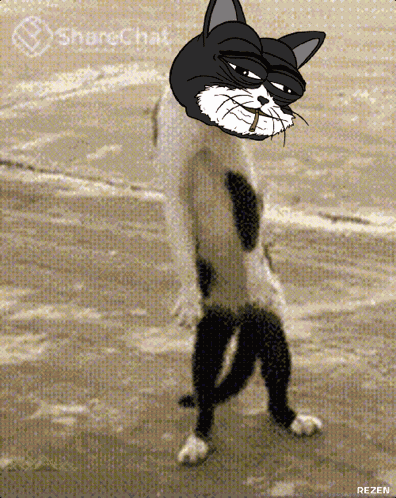 Mogi Mogicet GIF
