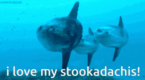 Mola Mola Stookadachi GIF