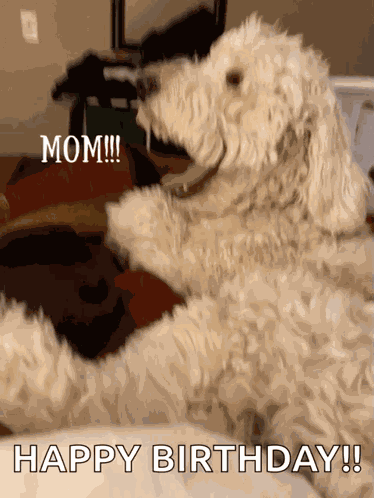 Mom Golden Doodle GIF